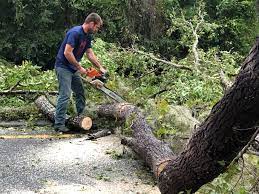 Best Storm Damage Tree Cleanup  in Roy, UT