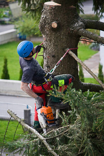 Trusted Roy, UT Tree Care Services Experts